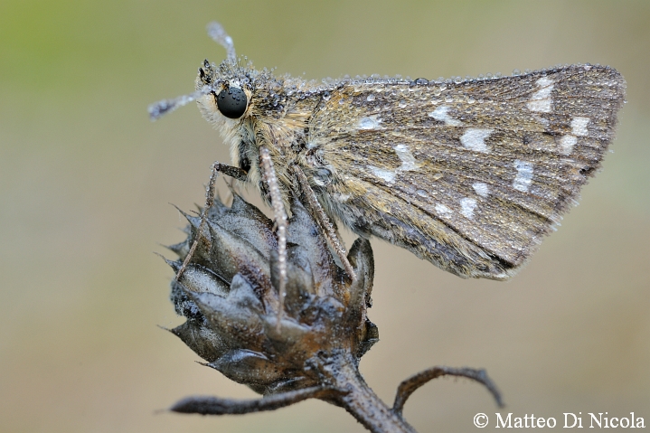 Hesperidae...aiuto ID : Hesperia comma